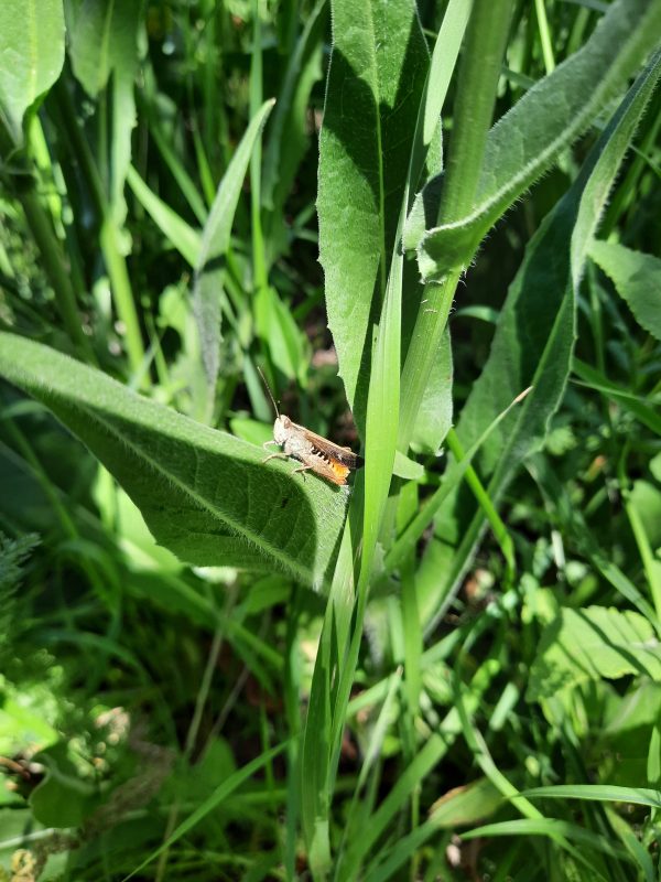 4a