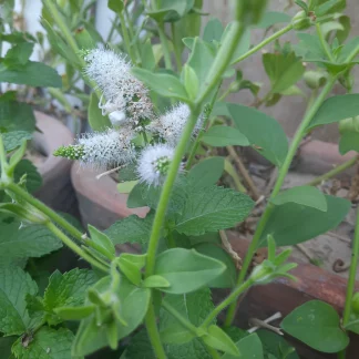 5a